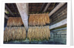 Interior of tobacco barn by Anonymous