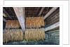 Interior of tobacco barn by Anonymous