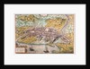 Map of Rimini from Civitates Orbis Terrarum by Anonymous