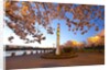 night shot of cherry trees, Portland Water Front, Portland Oregon by Anonymous