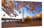 night shot of cherry trees, Portland Water Front, Portland Oregon by Anonymous