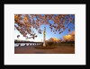 night shot of cherry trees, Portland Water Front, Portland Oregon by Anonymous