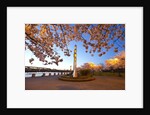 night shot of cherry trees, Portland Water Front, Portland Oregon by Anonymous