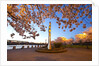 night shot of cherry trees, Portland Water Front, Portland Oregon by Anonymous