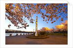 night shot of cherry trees, Portland Water Front, Portland Oregon by Anonymous