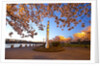 night shot of cherry trees, Portland Water Front, Portland Oregon by Anonymous