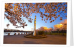 night shot of cherry trees, Portland Water Front, Portland Oregon by Anonymous