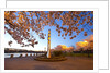 night shot of cherry trees, Portland Water Front, Portland Oregon by Anonymous