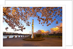 night shot of cherry trees, Portland Water Front, Portland Oregon by Anonymous