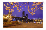 cherry blossoms and water front park, Steel ridge, Willamette River, Portland Oregon by Anonymous
