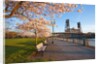 sunrie cherry trees and Steel Bridge, Portland Oregon by Anonymous