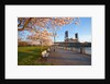 sunrie cherry trees and Steel Bridge, Portland Oregon by Anonymous