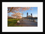 sunrie cherry trees and Steel Bridge, Portland Oregon by Anonymous