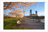 sunrie cherry trees and Steel Bridge, Portland Oregon by Anonymous