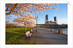 sunrie cherry trees and Steel Bridge, Portland Oregon by Anonymous