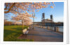sunrie cherry trees and Steel Bridge, Portland Oregon by Anonymous