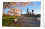 sunrie cherry trees and Steel Bridge, Portland Oregon by Anonymous