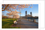 sunrie cherry trees and Steel Bridge, Portland Oregon by Anonymous