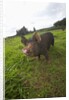 Berkshire pig at Malama Farms, Haiku, Maui, Hawaii by Anonymous