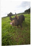 Berkshire pig at Malama Farms, Haiku, Maui, Hawaii by Anonymous