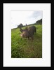 Berkshire pig at Malama Farms, Haiku, Maui, Hawaii by Anonymous