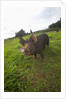 Berkshire pig at Malama Farms, Haiku, Maui, Hawaii by Anonymous