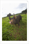 Berkshire pig at Malama Farms, Haiku, Maui, Hawaii by Anonymous