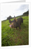 Berkshire pig at Malama Farms, Haiku, Maui, Hawaii by Anonymous