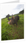 Berkshire pig at Malama Farms, Haiku, Maui, Hawaii by Anonymous
