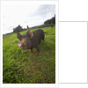 Berkshire pig at Malama Farms, Haiku, Maui, Hawaii by Anonymous