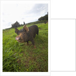Berkshire pig at Malama Farms, Haiku, Maui, Hawaii by Anonymous