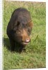 Berkshire pig at Malama Farms, Haiku, Maui, Hawaii by Anonymous