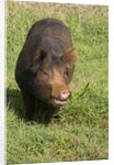 Berkshire pig at Malama Farms, Haiku, Maui, Hawaii by Anonymous