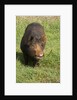 Berkshire pig at Malama Farms, Haiku, Maui, Hawaii by Anonymous