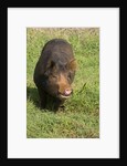 Berkshire pig at Malama Farms, Haiku, Maui, Hawaii by Anonymous
