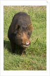 Berkshire pig at Malama Farms, Haiku, Maui, Hawaii by Anonymous