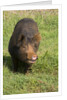Berkshire pig at Malama Farms, Haiku, Maui, Hawaii by Anonymous
