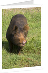 Berkshire pig at Malama Farms, Haiku, Maui, Hawaii by Anonymous