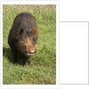 Berkshire pig at Malama Farms, Haiku, Maui, Hawaii by Anonymous