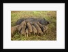 Mother Bershire Pig nursing her baby pigs/piglets by Anonymous