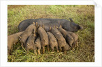 Mother Bershire Pig nursing her baby pigs/piglets by Anonymous