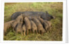 Mother Bershire Pig nursing her baby pigs/piglets by Anonymous