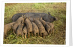 Mother Bershire Pig nursing her baby pigs/piglets by Anonymous