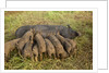 Mother Bershire Pig nursing her baby pigs/piglets by Anonymous