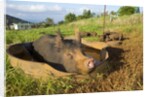 Berkshire pig and her piglets at Malama Farms, Haiku, Maui, Hawaii by Anonymous