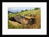 Berkshire pig and her piglets at Malama Farms, Haiku, Maui, Hawaii by Anonymous