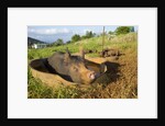 Berkshire pig and her piglets at Malama Farms, Haiku, Maui, Hawaii by Anonymous