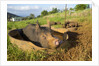 Berkshire pig and her piglets at Malama Farms, Haiku, Maui, Hawaii by Anonymous