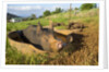 Berkshire pig and her piglets at Malama Farms, Haiku, Maui, Hawaii by Anonymous