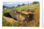 Berkshire pig and her piglets at Malama Farms, Haiku, Maui, Hawaii by Anonymous
